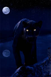 black-panther-in-moonlight.jpg
