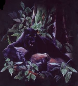 blackpanther_lg.jpg