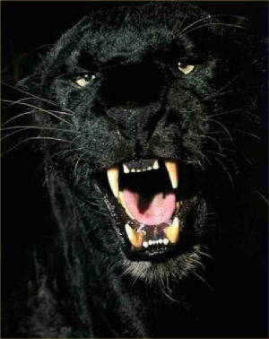 panther-39.jpg