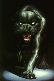panther3.jpg