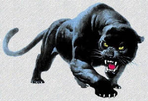 panthers.jpg